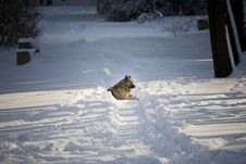 Dog In The Snow Stock Photography