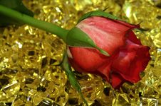 Nice Red Rose On The Yellow Stones Royalty Free Stock Image