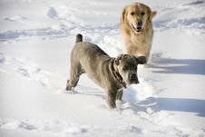 Two Dogs Playing Royalty Free Stock Image