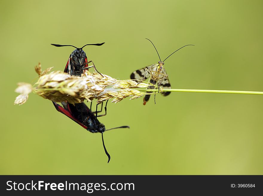 Three insects on a blade of grass. Three insects on a blade of grass