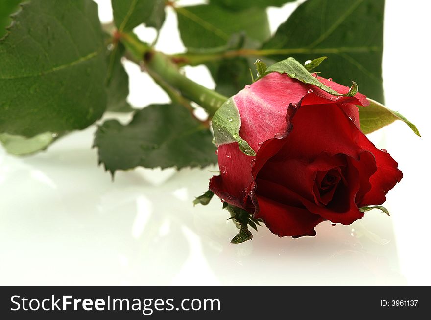 Nice red rose with a water drops on white background