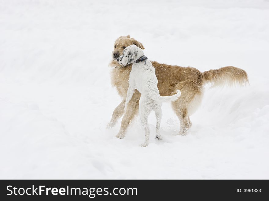 Two dogs playing in the snow