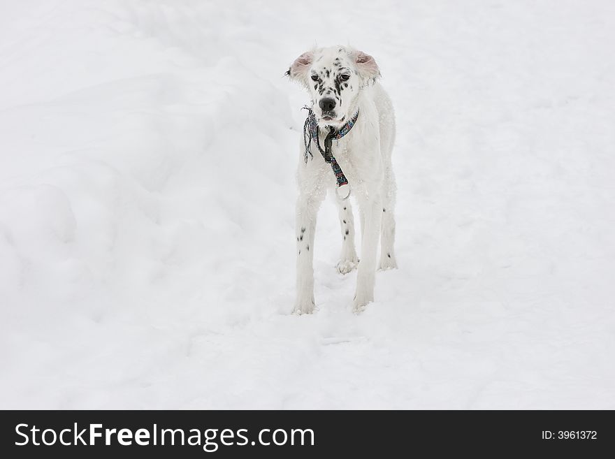 English setter standing in the snow. English setter standing in the snow