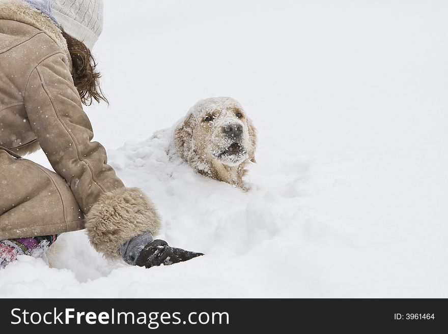 Girl playing with a Golden retriever. Girl playing with a Golden retriever