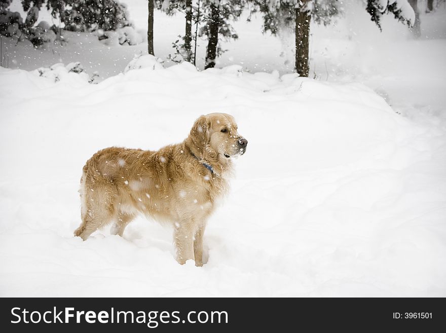 Golden retriever standing in the snow