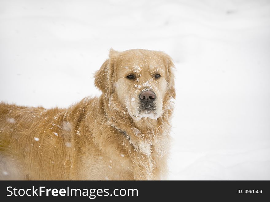 Golden retriever looking forward in the snow