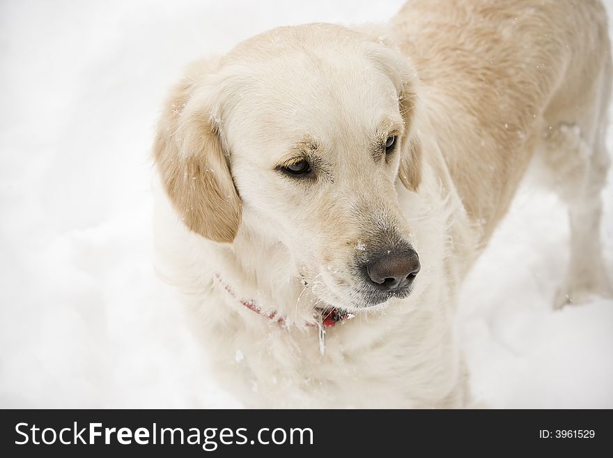 Golden retriever standing in the snow