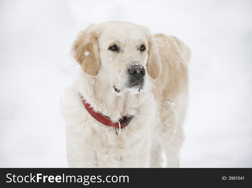 Golden retriever standing in the snow