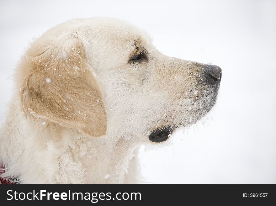 Head of a Golden retriever