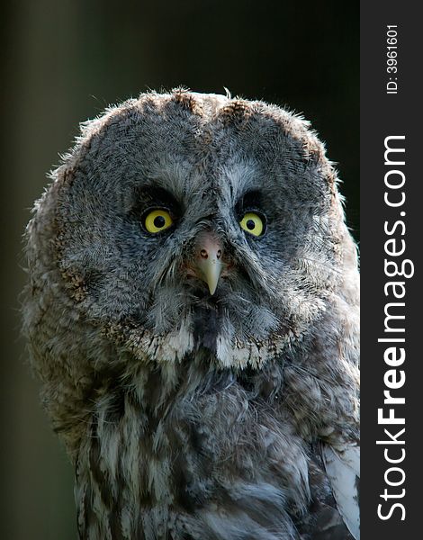 Portrait of a great grey owl, Strix nebulosa