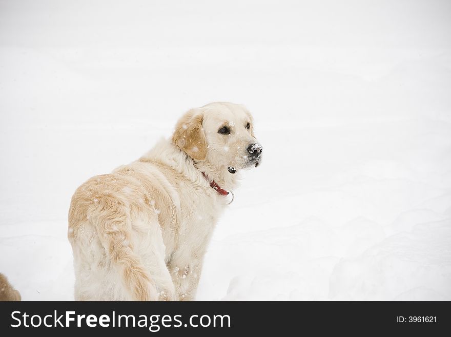 Golden retriever in the snow