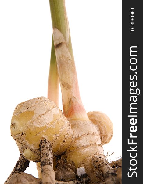 Fresh ginger root. plant isolated on the white background