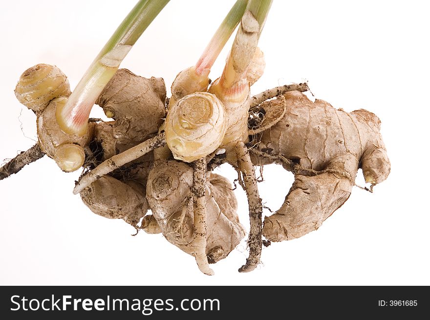 Fresh ginger root. plant isolated on the white background