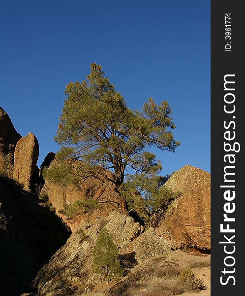 A lone tree sits atop a cliff side.