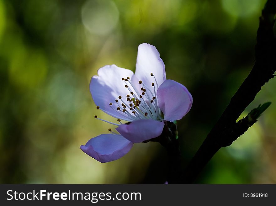 Peach blossom