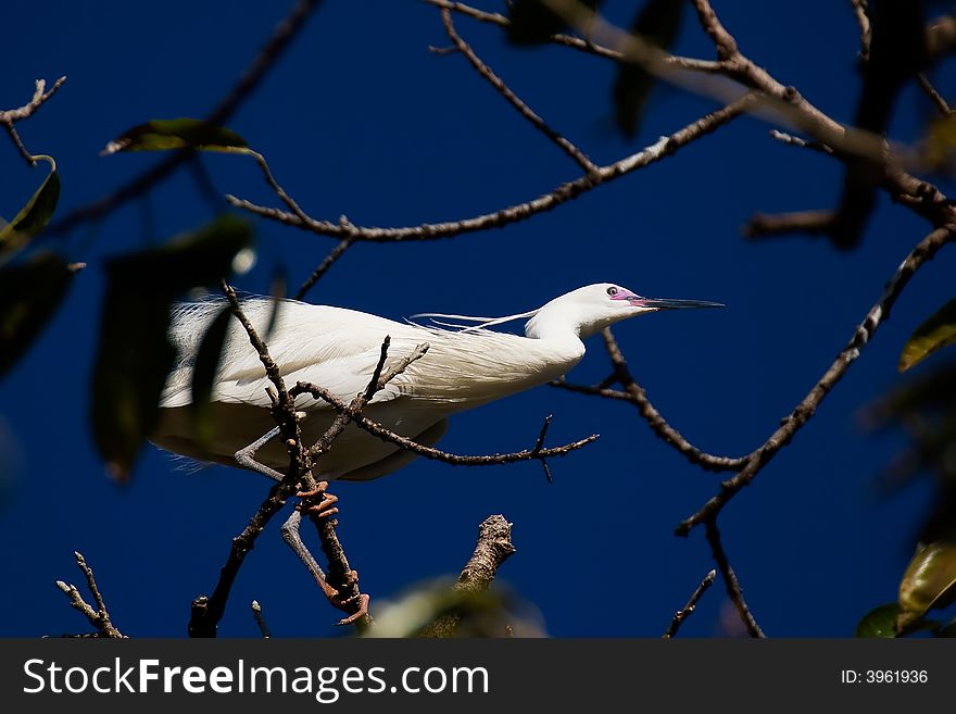 A egret stand a branch