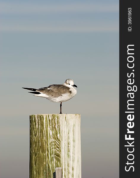 Seagull standing on one leg on a wooden piling with head cocked to the right