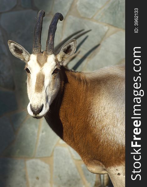 An antelope have long horn