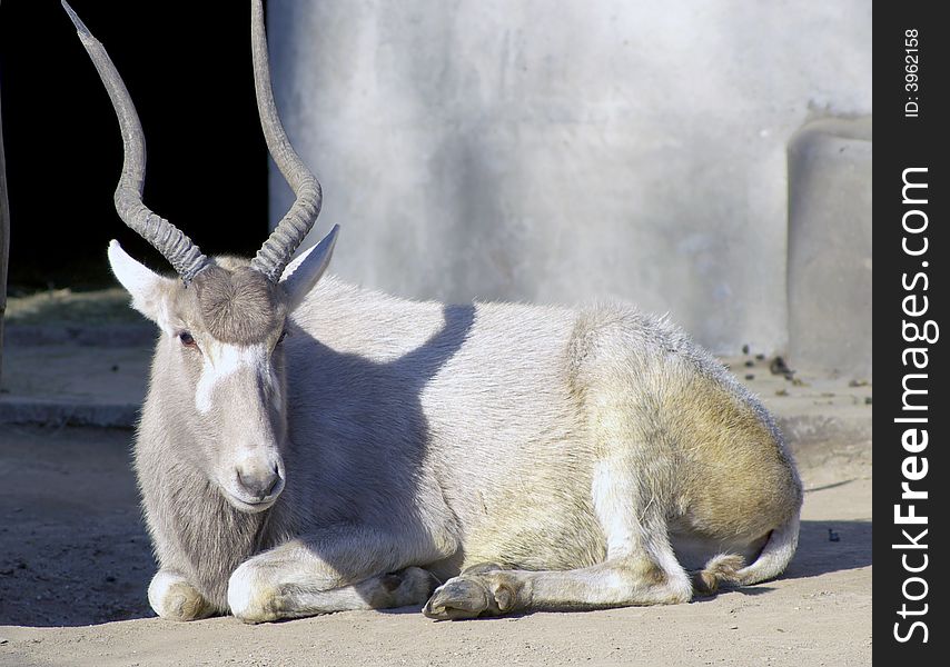 An white antelope have long horn