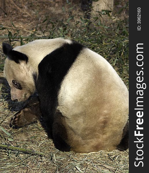 A panda is having lunch