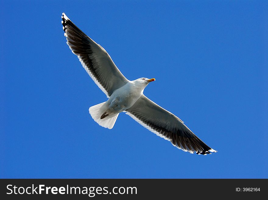 A flying seagull (Larus michahellis). A flying seagull (Larus michahellis)