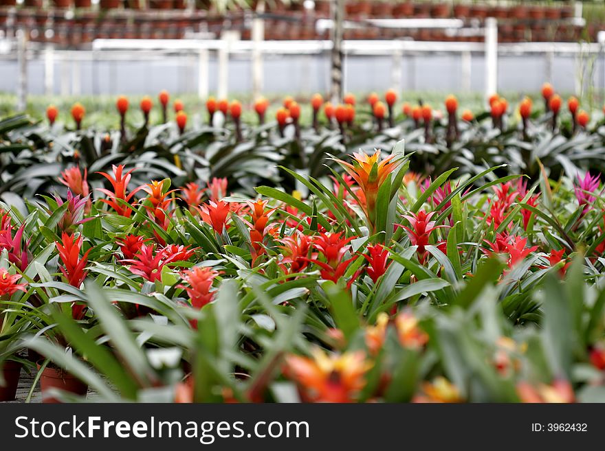 Exotic bromeliads in a commercial green house. Exotic bromeliads in a commercial green house