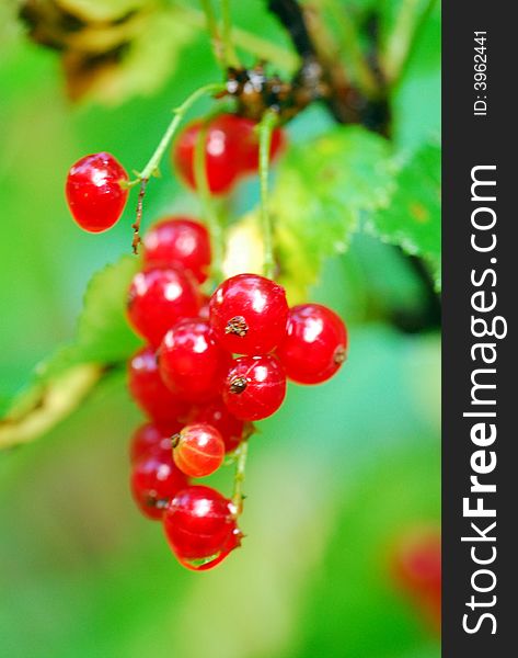 A ripe red currant cluster