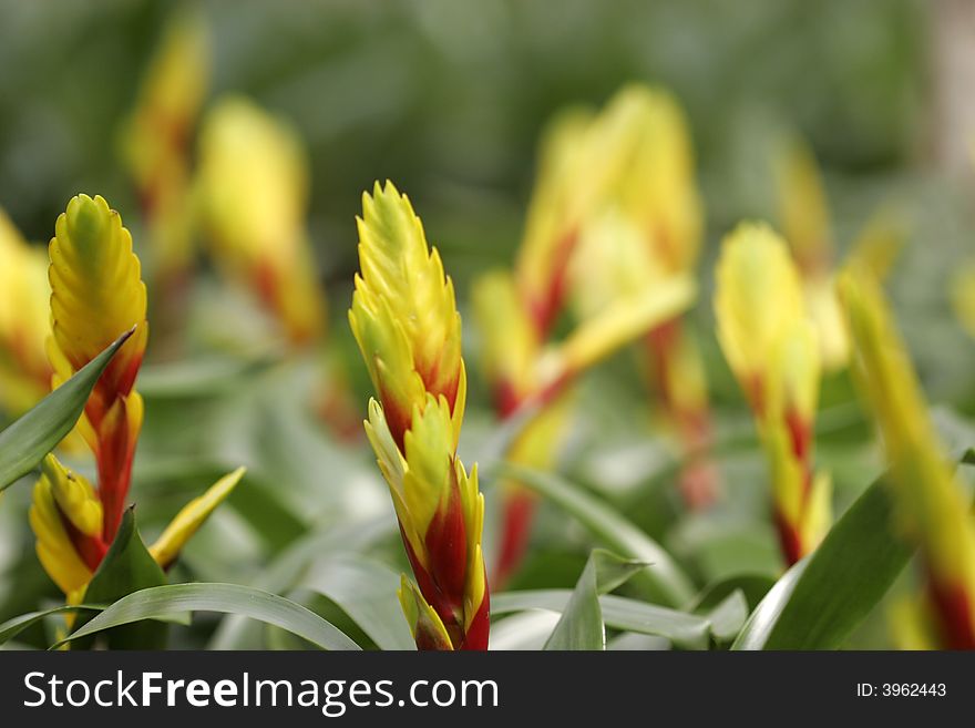 Bromeliads In Bloom