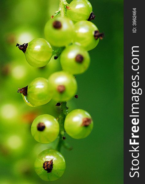 Unripe red currant growing on a plant