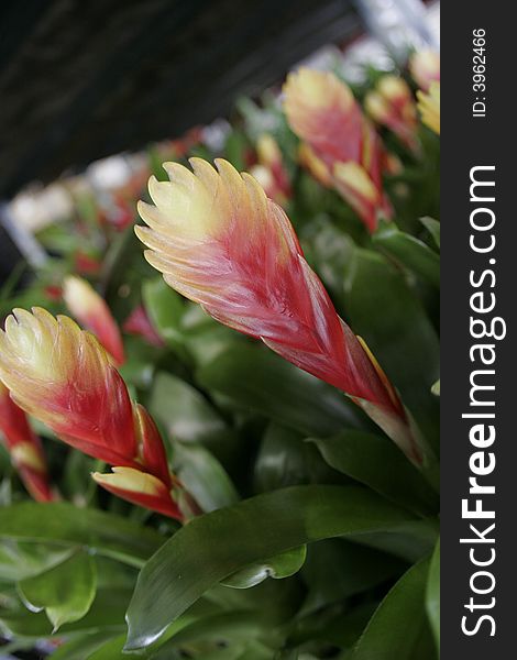 Exotic bromeliads in a commercial green house. Exotic bromeliads in a commercial green house