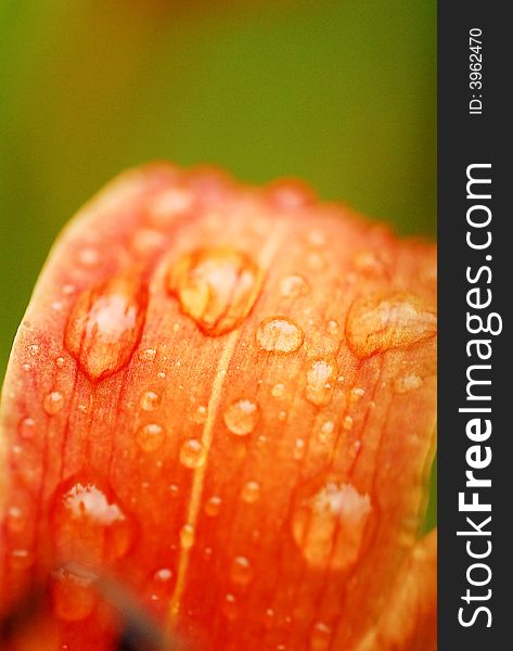 Morning dew on a bloom