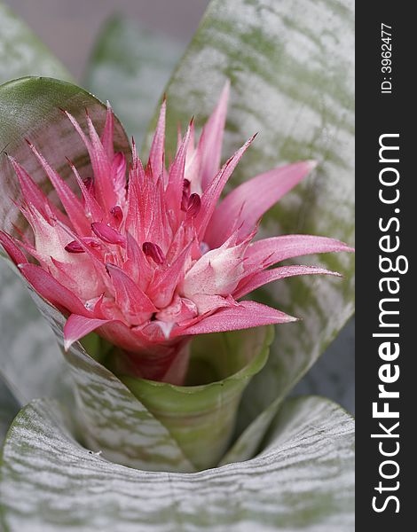 Exotic bromeliads in a commercial green house. Exotic bromeliads in a commercial green house