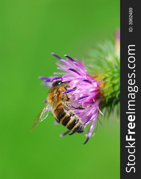 A thistle bloom with a honeybee. A thistle bloom with a honeybee