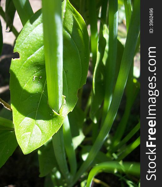 A scallion growing up through a basil leaf. A scallion growing up through a basil leaf.