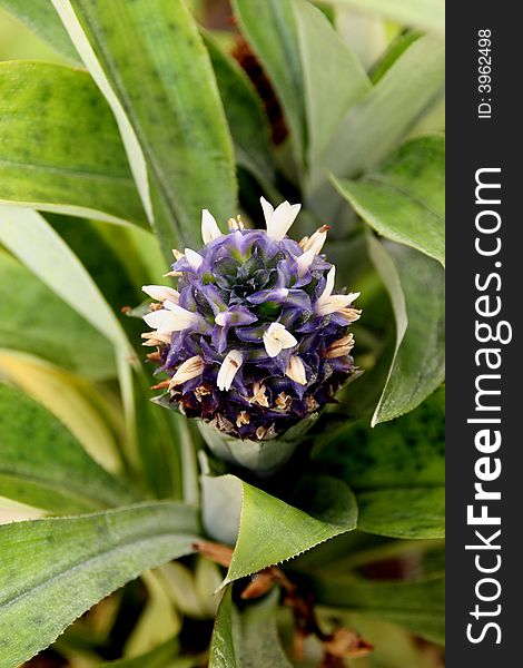 Exotic bromeliads in a commercial green house. Exotic bromeliads in a commercial green house