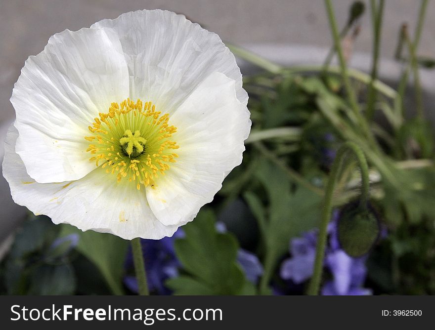 White poppy blossom in a garden container