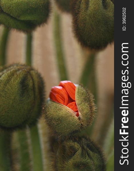 Close up of orange poppy blossoms and stalks