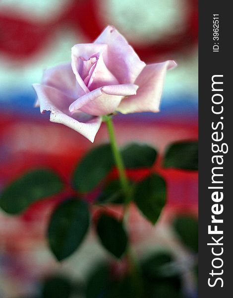 Close up a fragrant Sterling Rose blossom