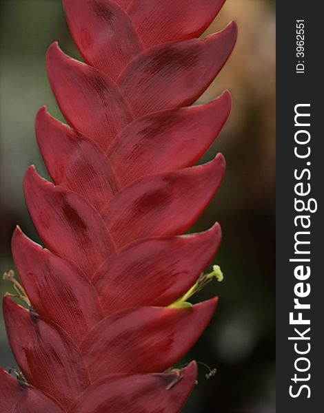 Bromeliad in bloom in a greenhouse. Bromeliad in bloom in a greenhouse