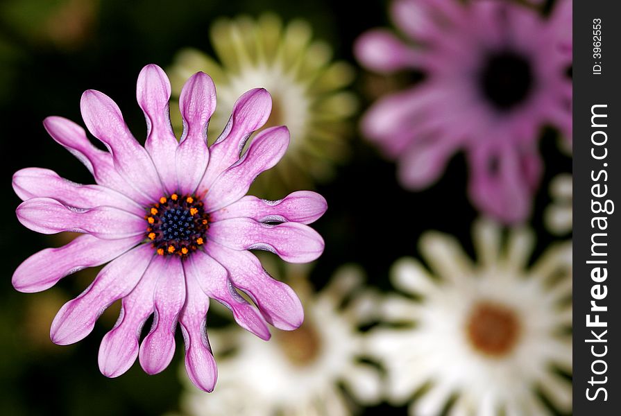 A bright purple blossom on drought tolerant ground cover. A bright purple blossom on drought tolerant ground cover