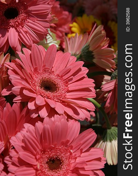 Dusty rose colored Gerbera Daisies at the Farmer's Market