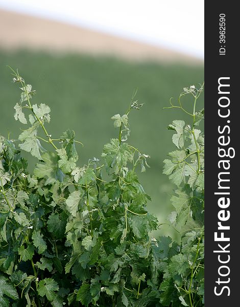 Grape Vines In A Vineyard