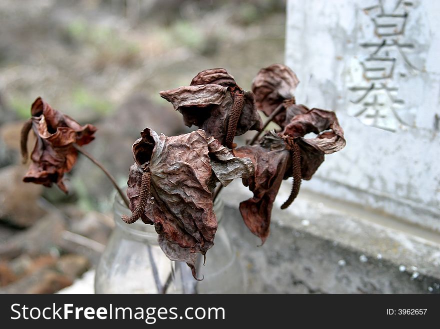 Dry Antheriums at a Cemetary