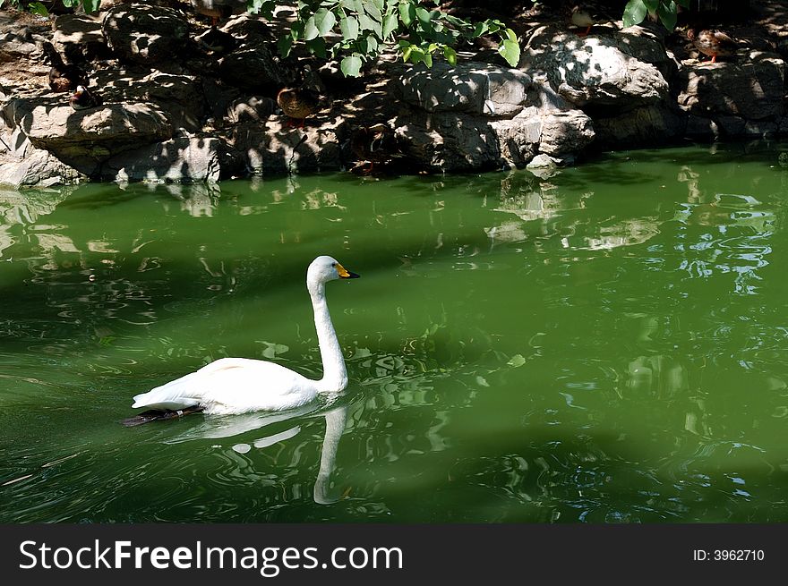 A beautiful Swan in the lake