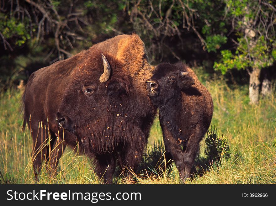 Bison with calf in Custer State Park,. Bison with calf in Custer State Park,