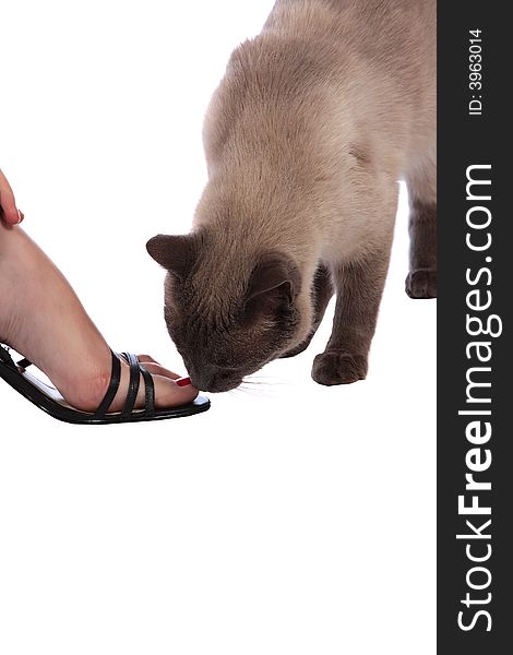 Foot model being inspected by a pussy cat. Foot model being inspected by a pussy cat