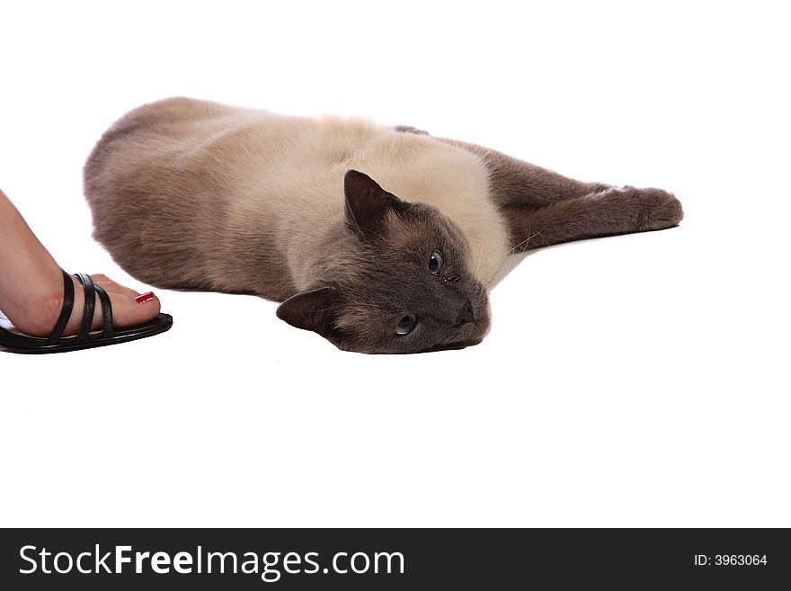 Pussy cat lying on model's foot during shoot in studio