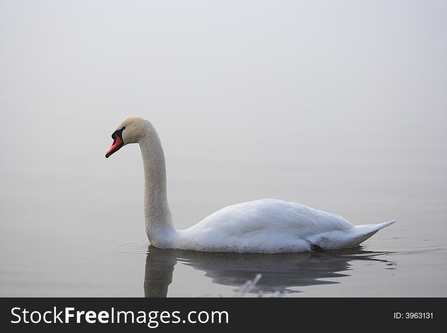 Swan in the mist at lake in winter