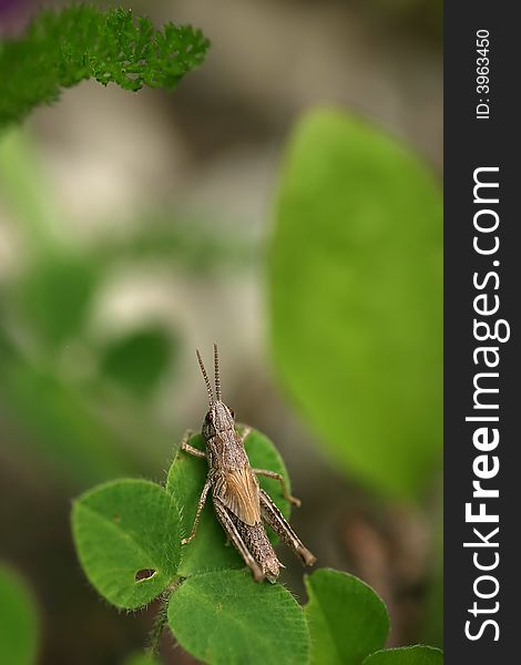 Grasshopper on a green leaf