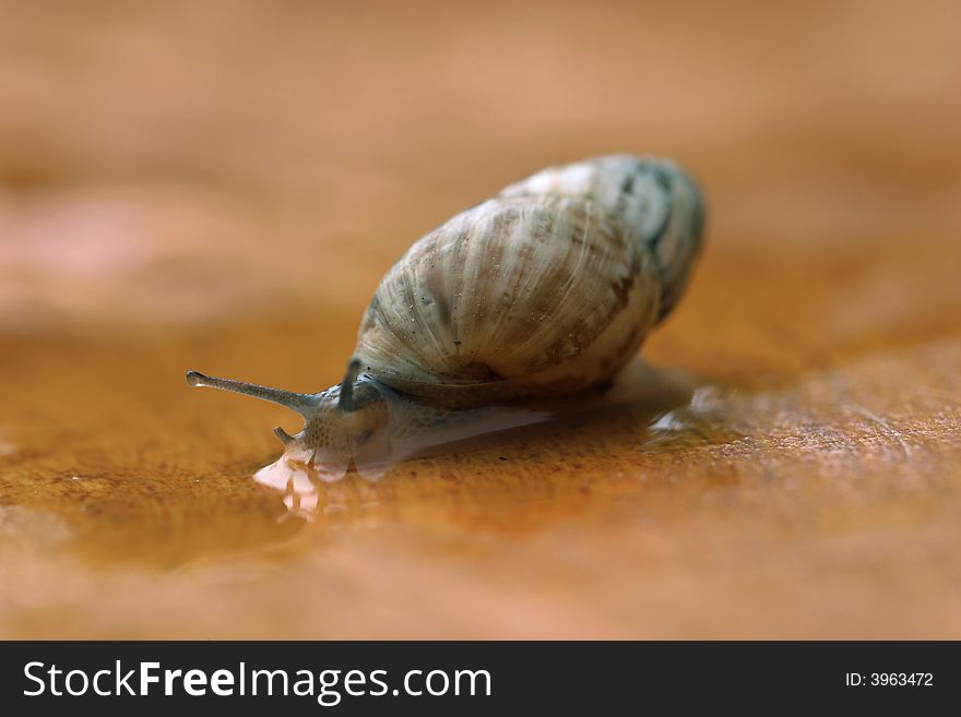 Wet small snail on a brown field